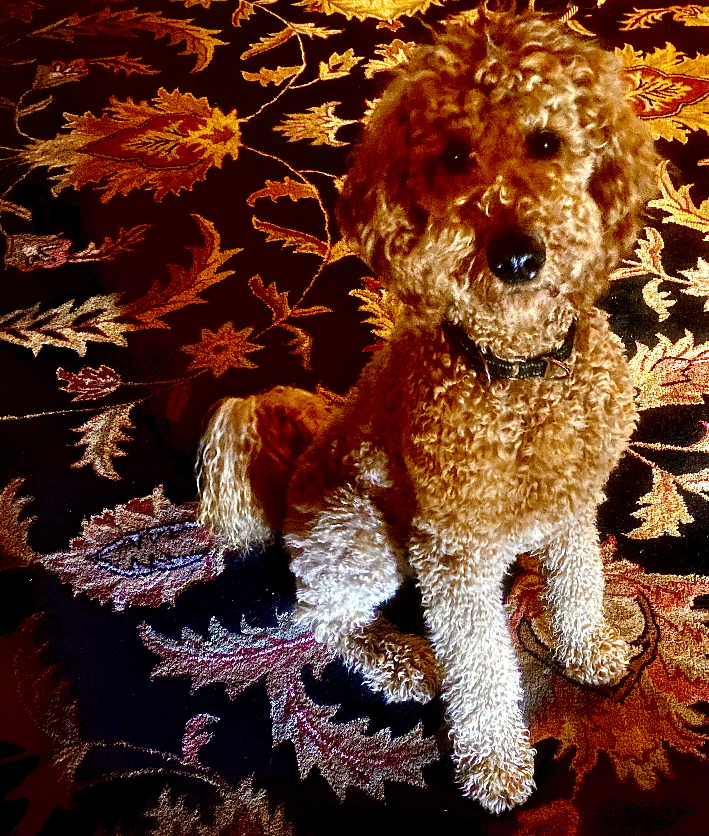 Mr. Nelson, Patti's hypoallergenic service and therapy dog